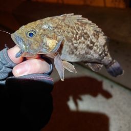クロソイ