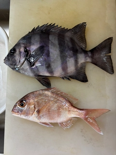 マダイの釣果