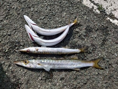 アカカマスの釣果