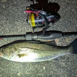 セイゴ（マルスズキ）