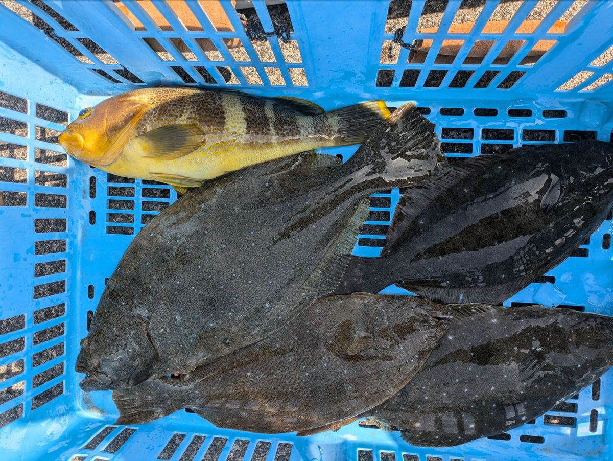 WATE_PONさんの釣果 1枚目の画像