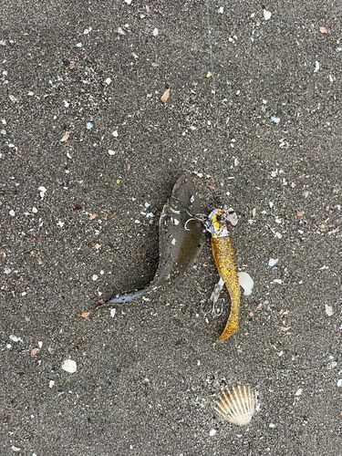 シタビラメの釣果