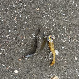 シタビラメ