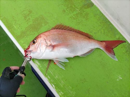 マダイの釣果