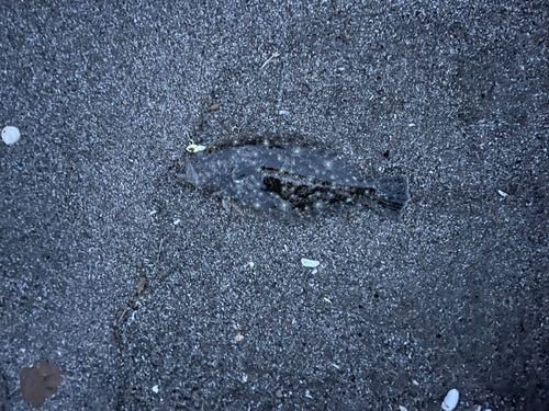 ソゲの釣果