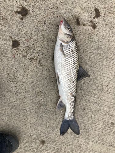 ニゴイの釣果