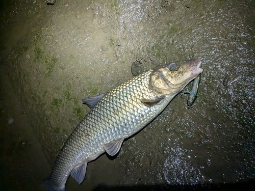ニゴイの釣果