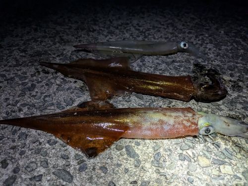 ヤリイカの釣果