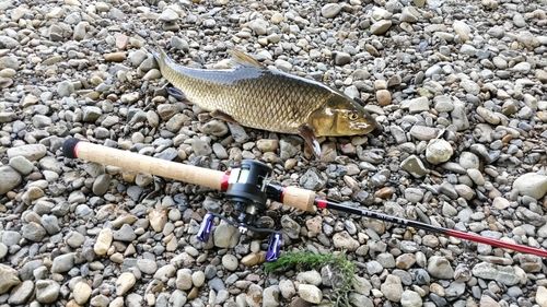 ニゴイの釣果
