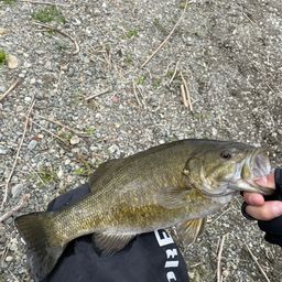 スモールマウスバス