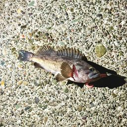 クロソイ