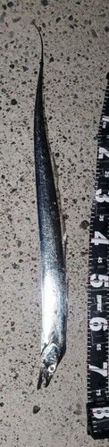 タチウオの釣果