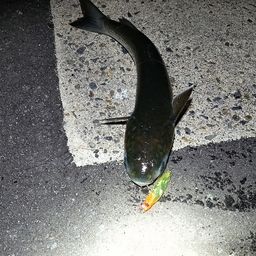 ボラ