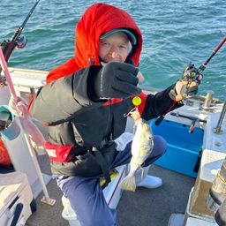 ショウサイフグ