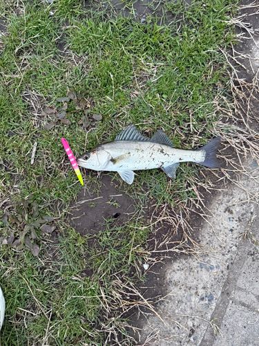 セイゴ（マルスズキ）の釣果