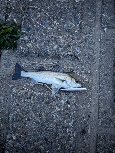セイゴ（マルスズキ）の釣果