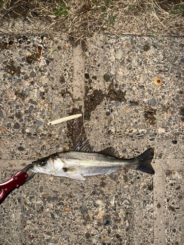 セイゴ（マルスズキ）の釣果