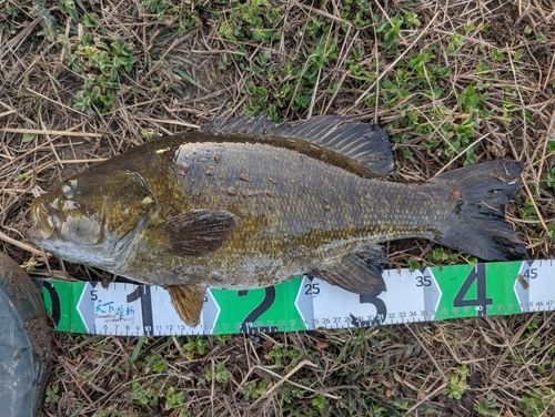 スモールマウスバスの釣果