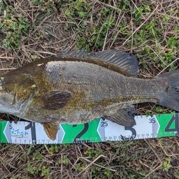 スモールマウスバス