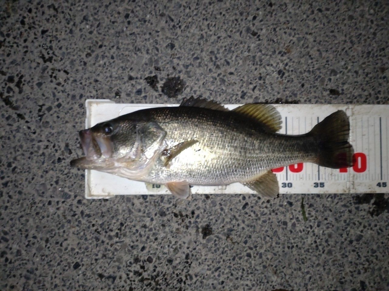 ラージマウスバス