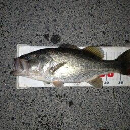 ラージマウスバス