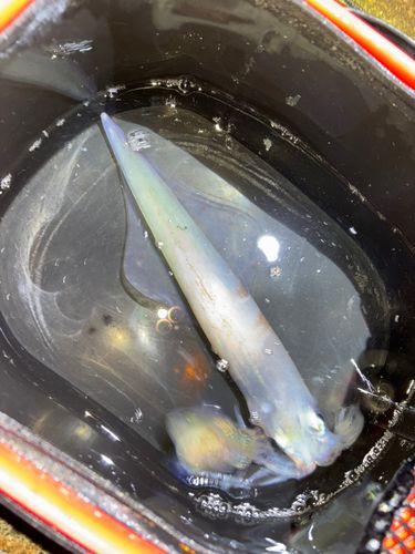 ヤリイカの釣果