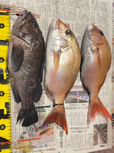 マダイの釣果
