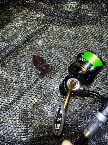 ミミイカの釣果