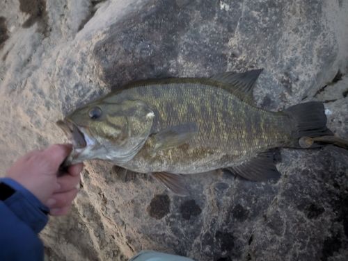 スモールマウスバスの釣果