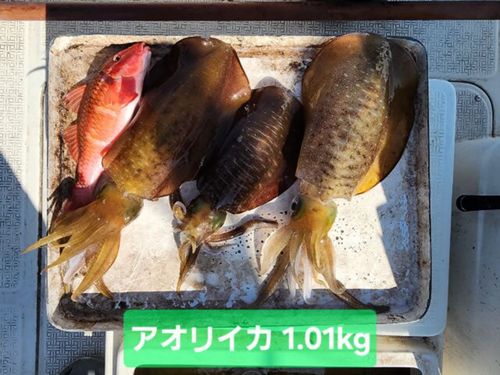 アオリイカの釣果