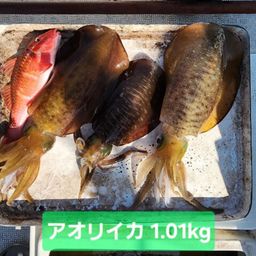 アオリイカ