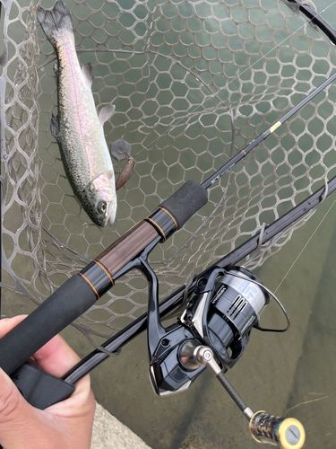 ニジマスの釣果