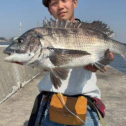 クロダイ