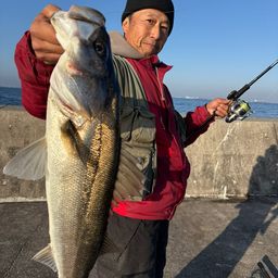 シーバス