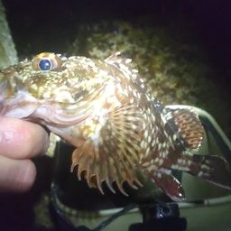 ガシラ