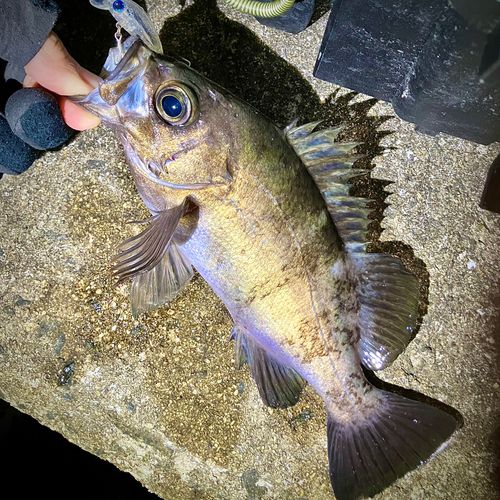 メバルの釣果