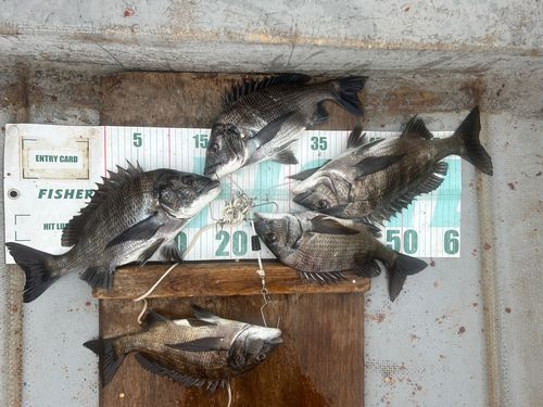 クロダイの釣果