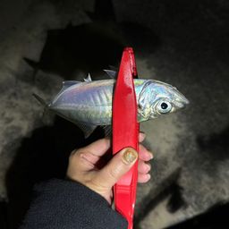 マアジ