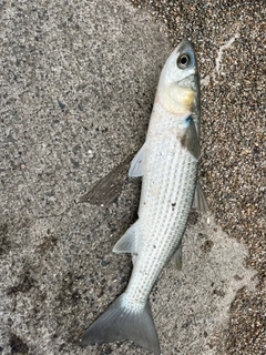 ボラの釣果