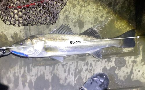 シーバスの釣果