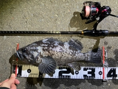 クロソイの釣果
