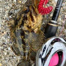 タケノコメバル