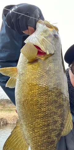 スモールマウスバスの釣果