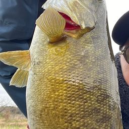 スモールマウスバス