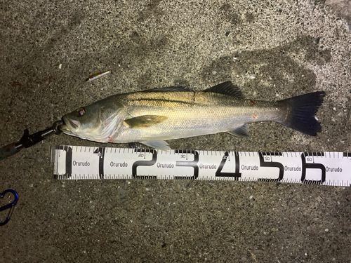 マルスズキの釣果