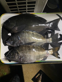 クチブトグレの釣果