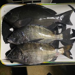 クチブトグレ