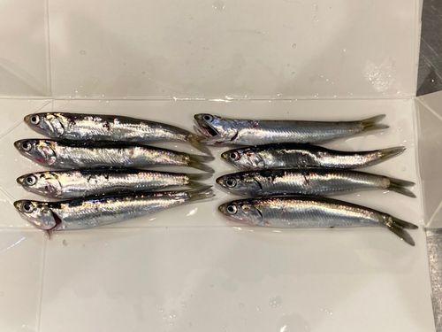 カタクチイワシ