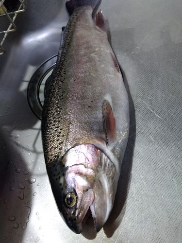 ニジマスの釣果