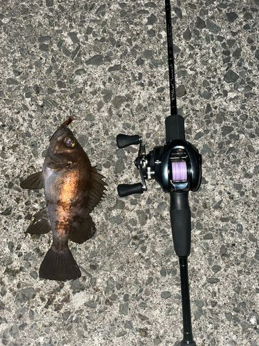 シロメバルの釣果